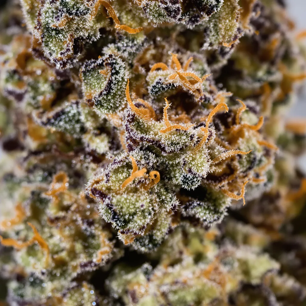Grimace cannabis bud close-up showing dense purple-tinged calyxes