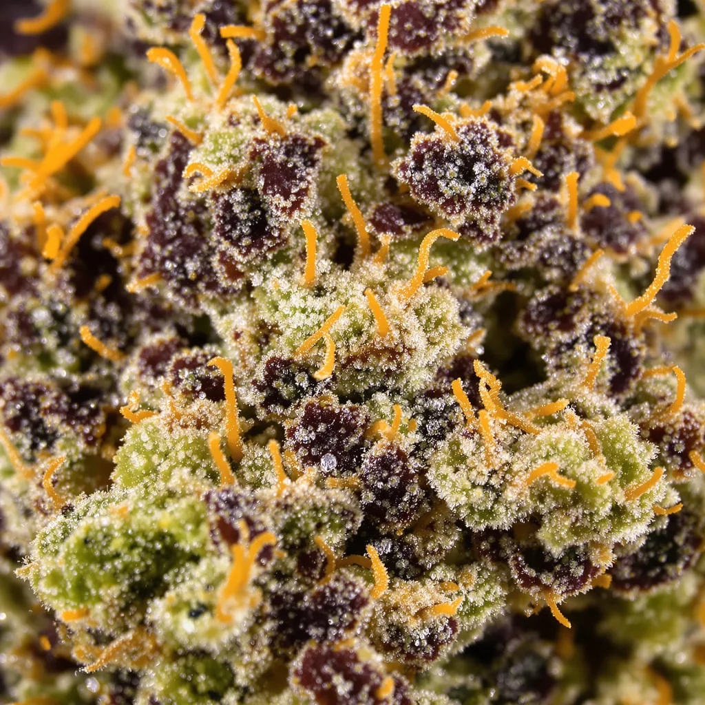 Guard Dawg cannabis bud close-up showing dense purple-tinged calyxes