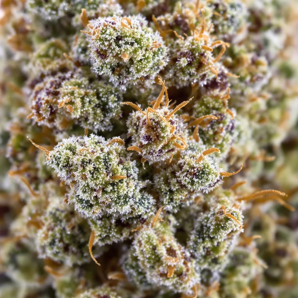 Guptilla cannabis bud close-up showing balanced bud structure with frosted trichomes