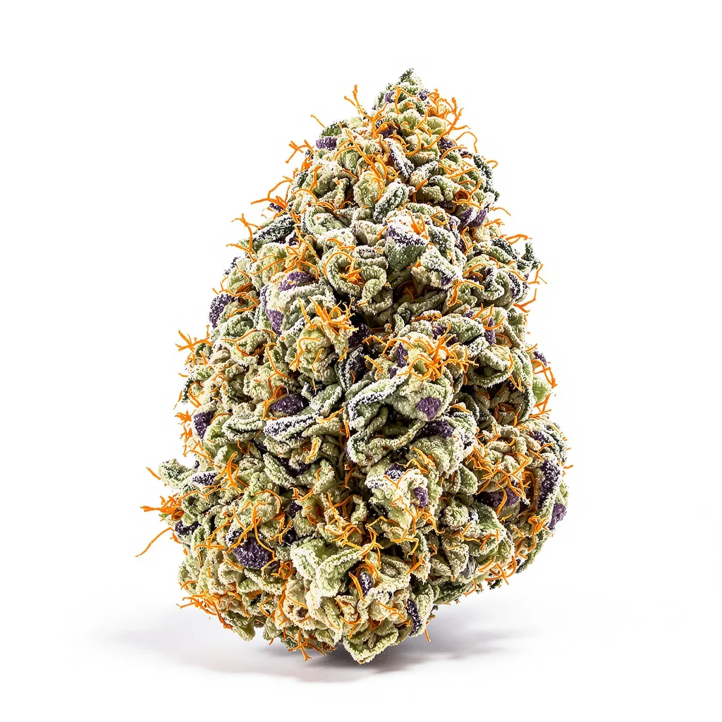 Guptilla cannabis plant in flowering stage — 60-100 cm autoflower