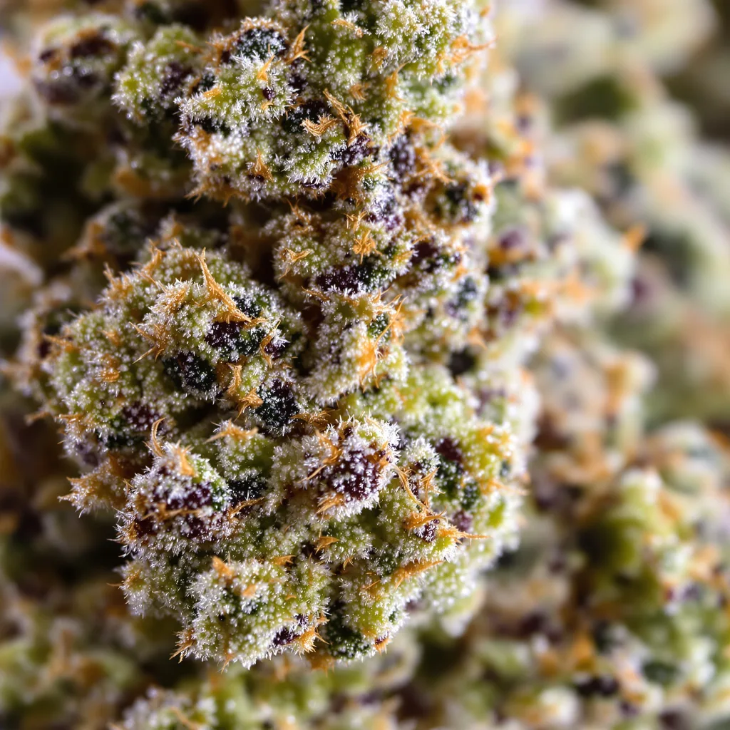 Guptilla cannabis bud close-up showing balanced bud structure with frosted trichomes