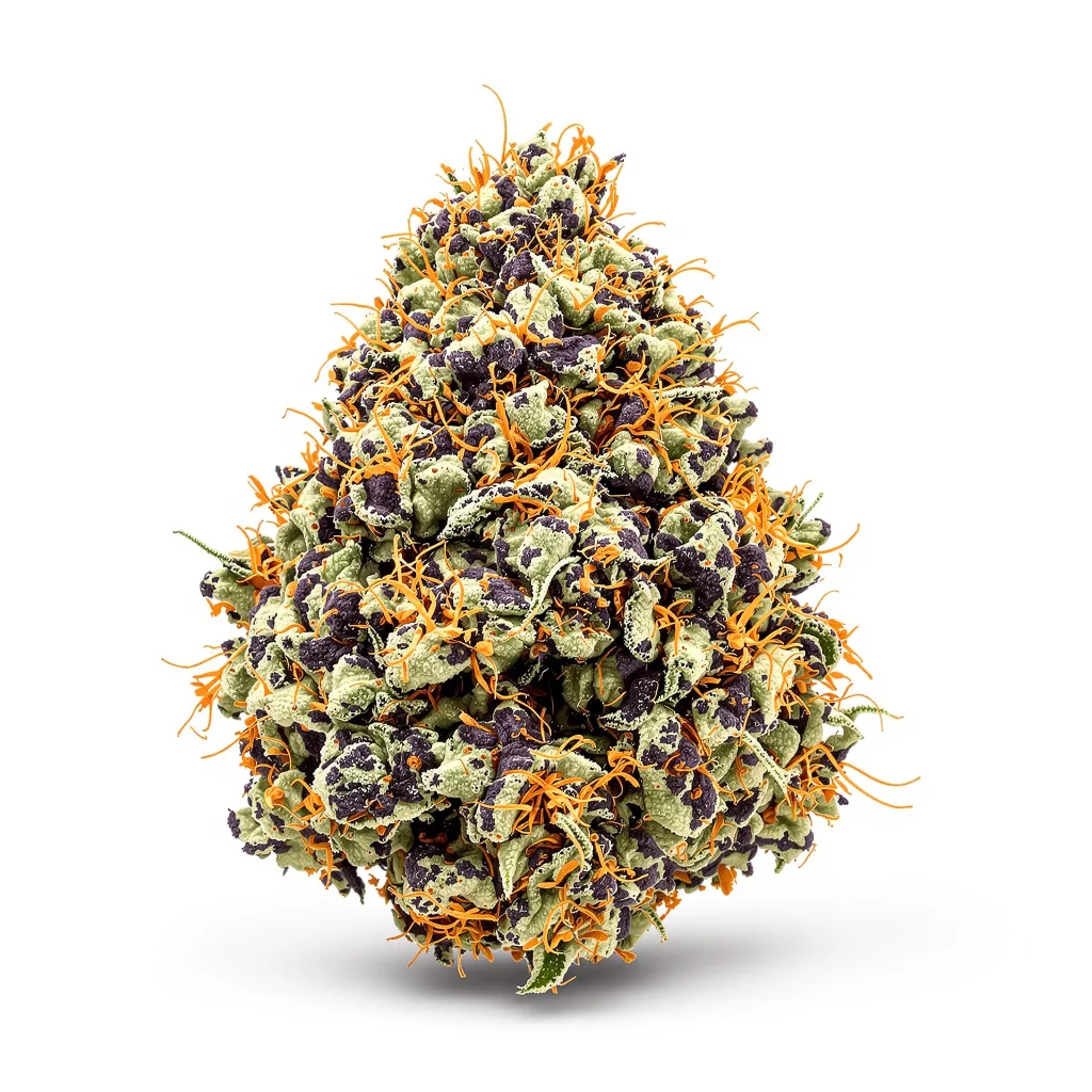 Hammerhead cannabis plant in flowering stage — 90-130 cm feminised