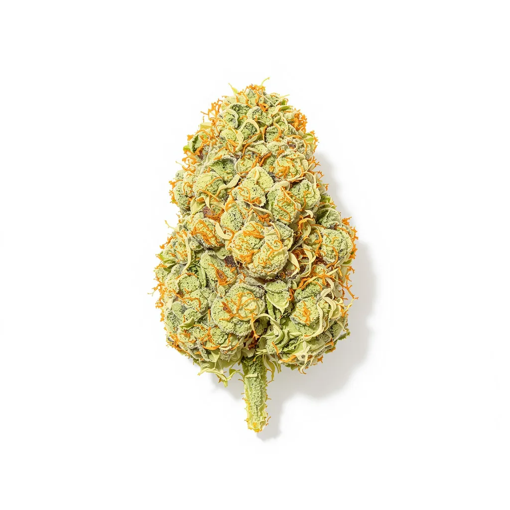 Harle-Tsu CBD cannabis plant in flowering stage — 120-180 cm feminised