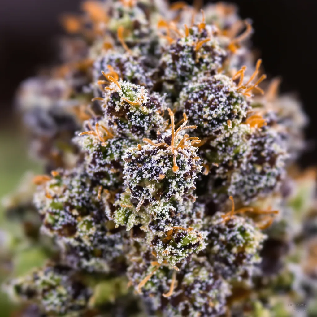 Hash Plant cannabis bud close-up showing dense purple-tinged calyxes