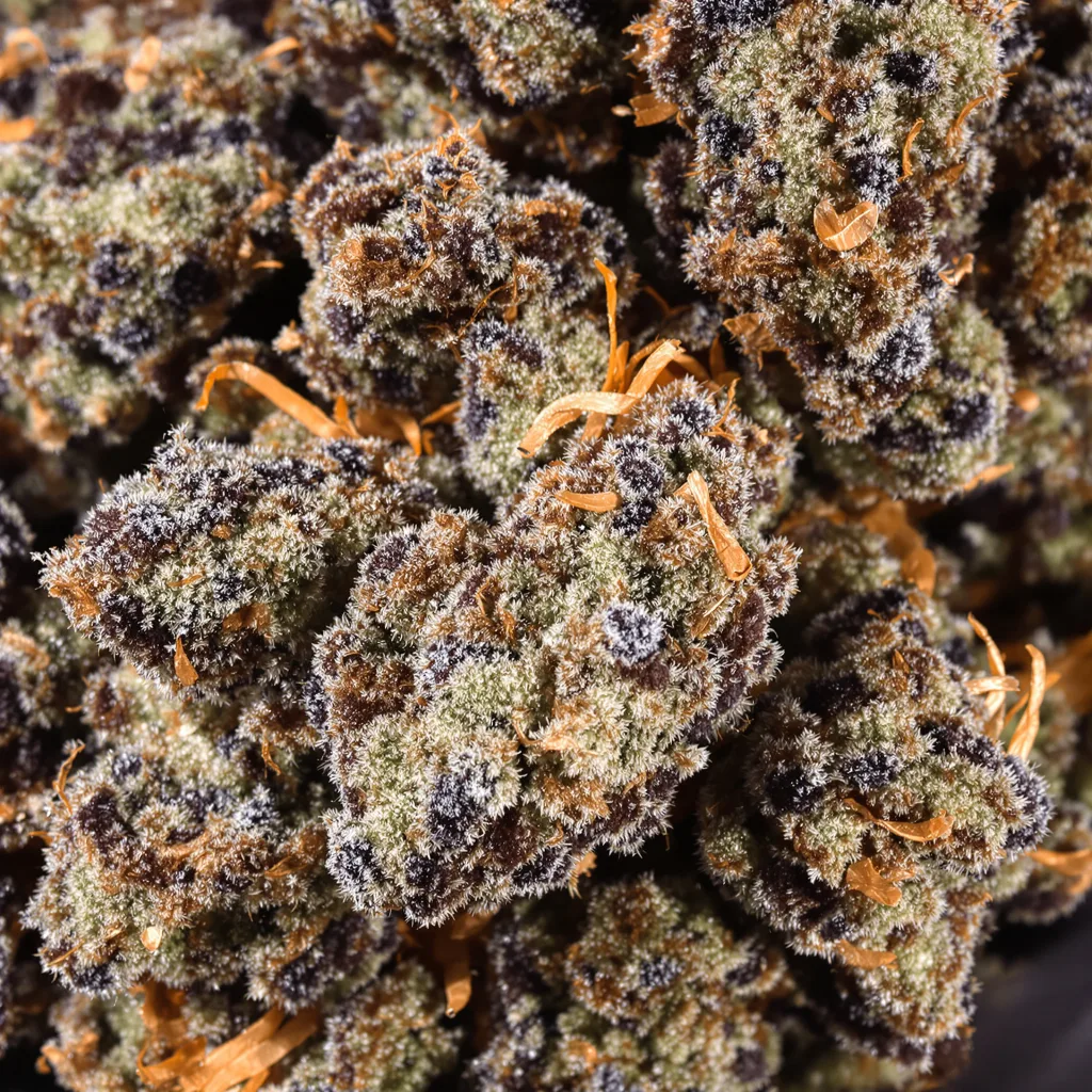 Hashbar OG cannabis bud close-up showing dense purple-tinged calyxes