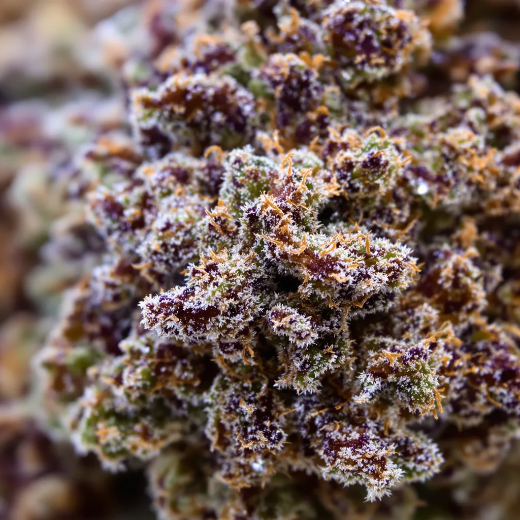 Hashbar OG cannabis bud close-up showing dense purple-tinged calyxes