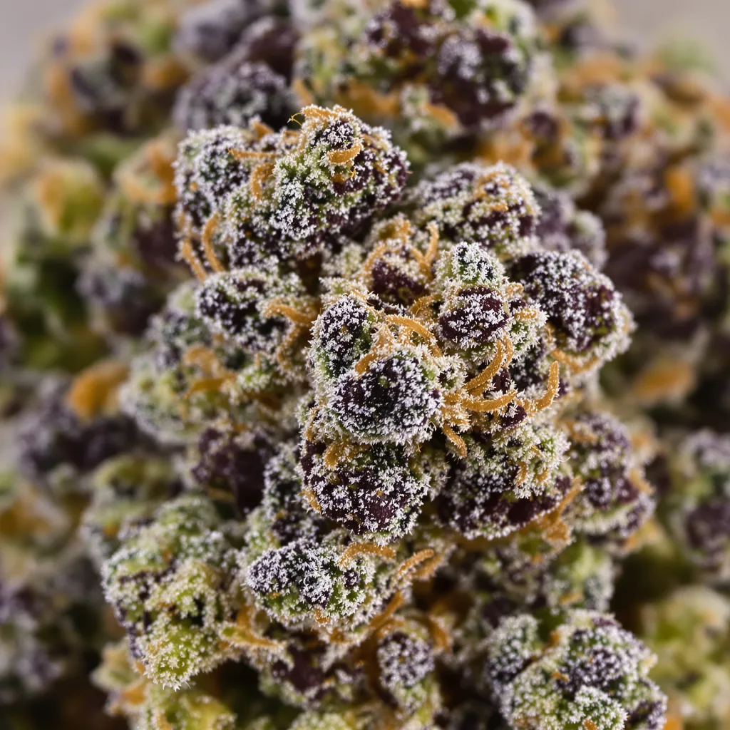 Hashberry cannabis bud close-up showing dense purple-tinged calyxes