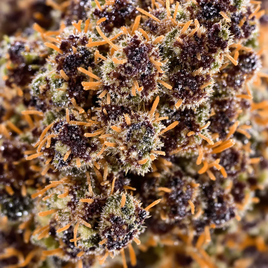 Hawaiian cannabis bud close-up showing dense purple-tinged calyxes