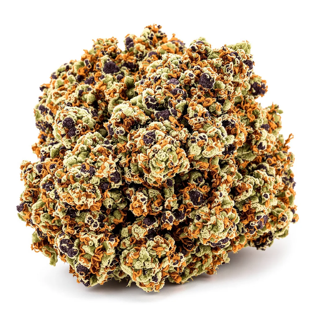Hawaiian cannabis plant in flowering stage — 60-100 cm autoflower