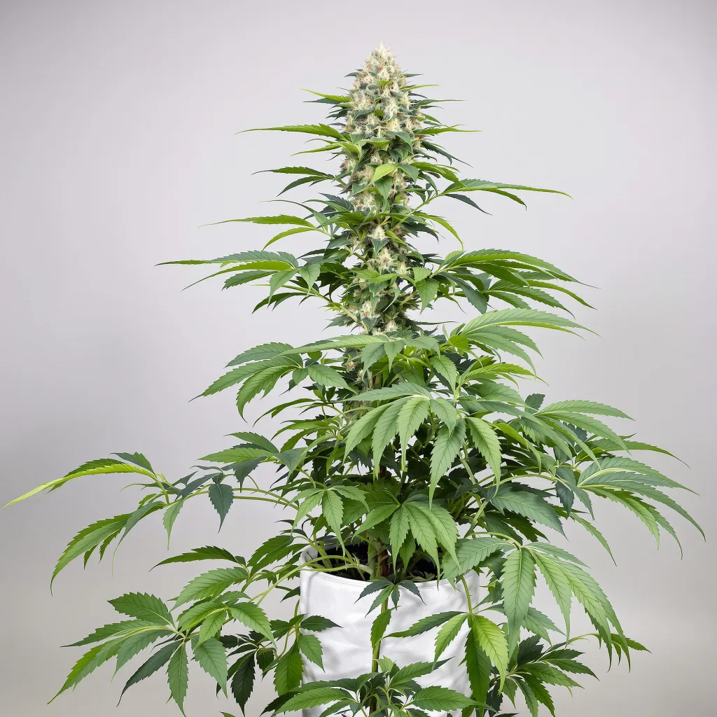 Hawaiian cannabis seeds packaging — Royal King Seeds UK
