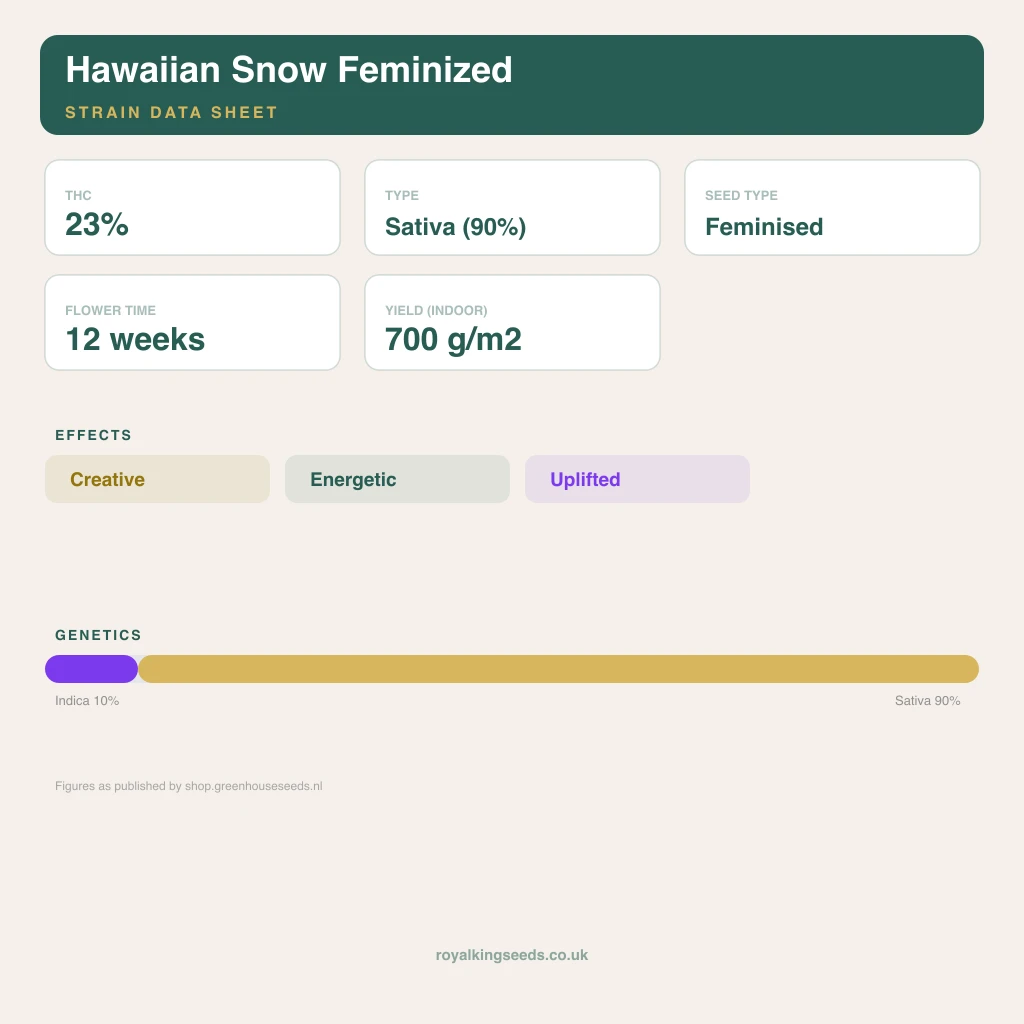 Hawaiian Snow 10% indica / 90% sativa flower with visible trichomes