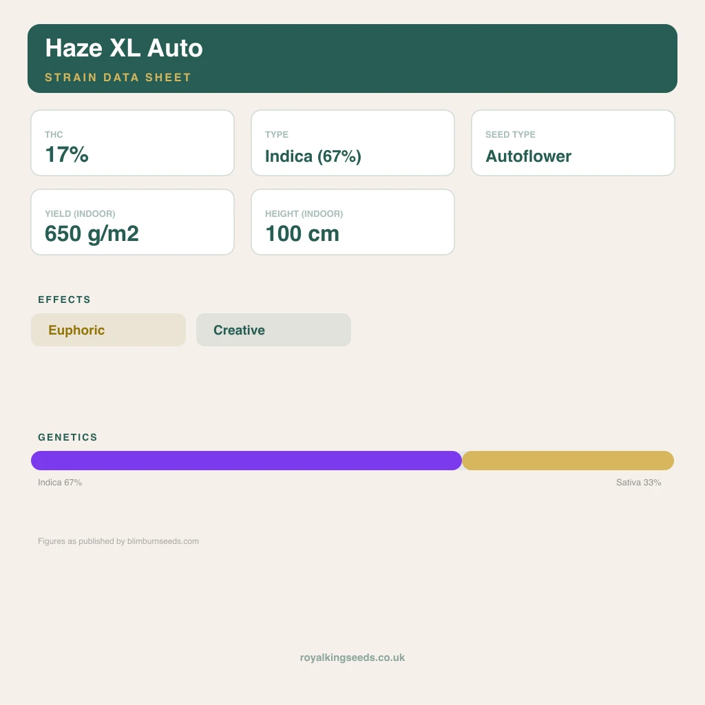 Haze XL 67% indica / 33% sativa flower with visible trichomes