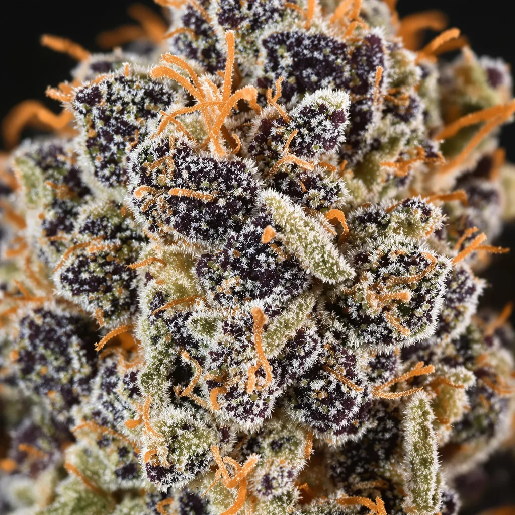 Haze XL cannabis bud close-up showing dense purple-tinged calyxes