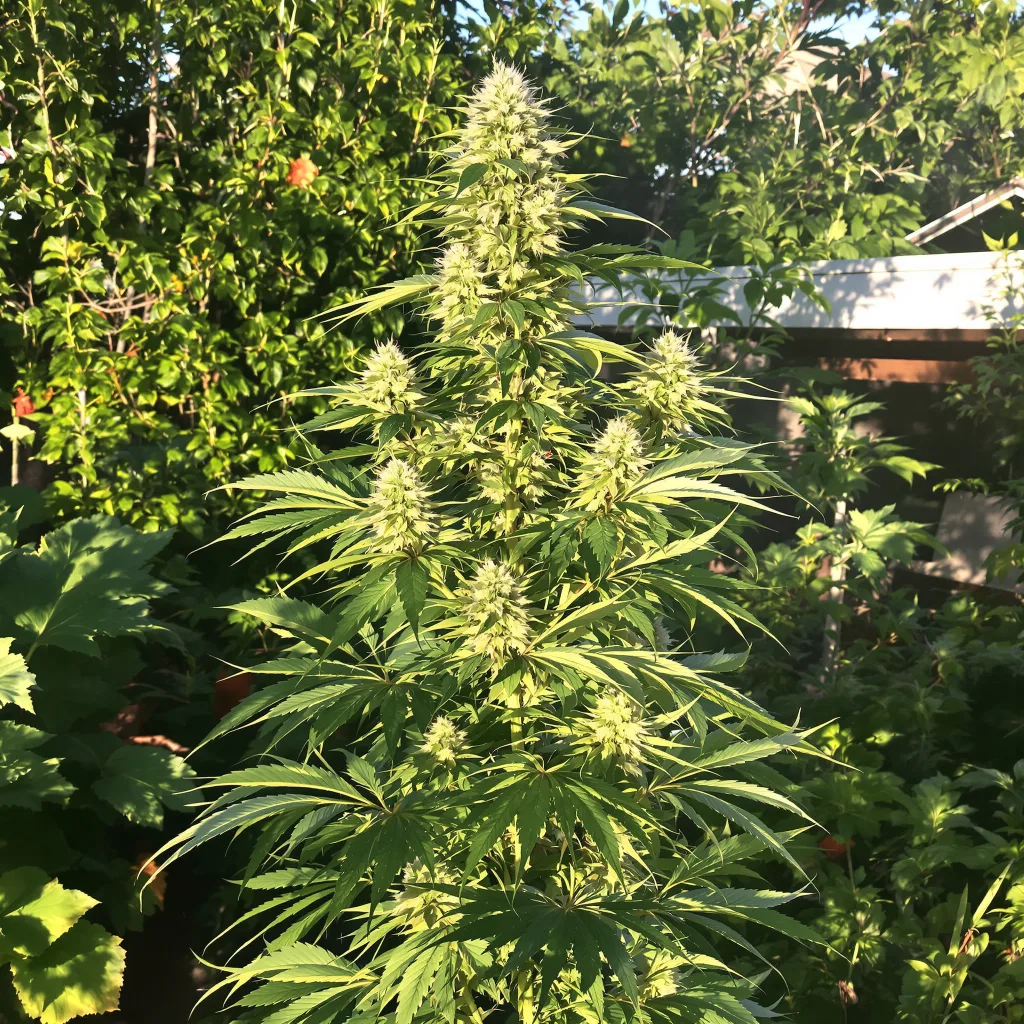 Hektol 21% indica / 79% sativa flower with visible trichomes