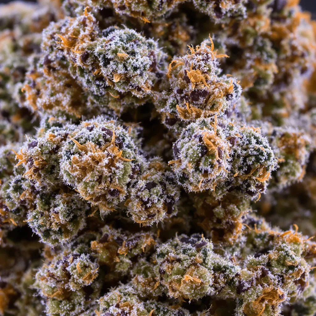 Hell's OG cannabis bud close-up showing dense purple-tinged calyxes