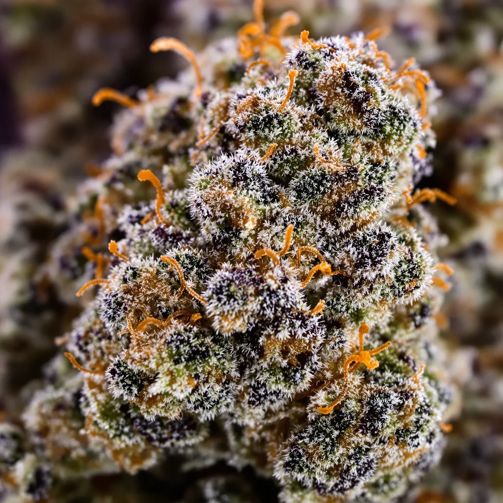 Herijuana cannabis bud close-up showing dense purple-tinged calyxes