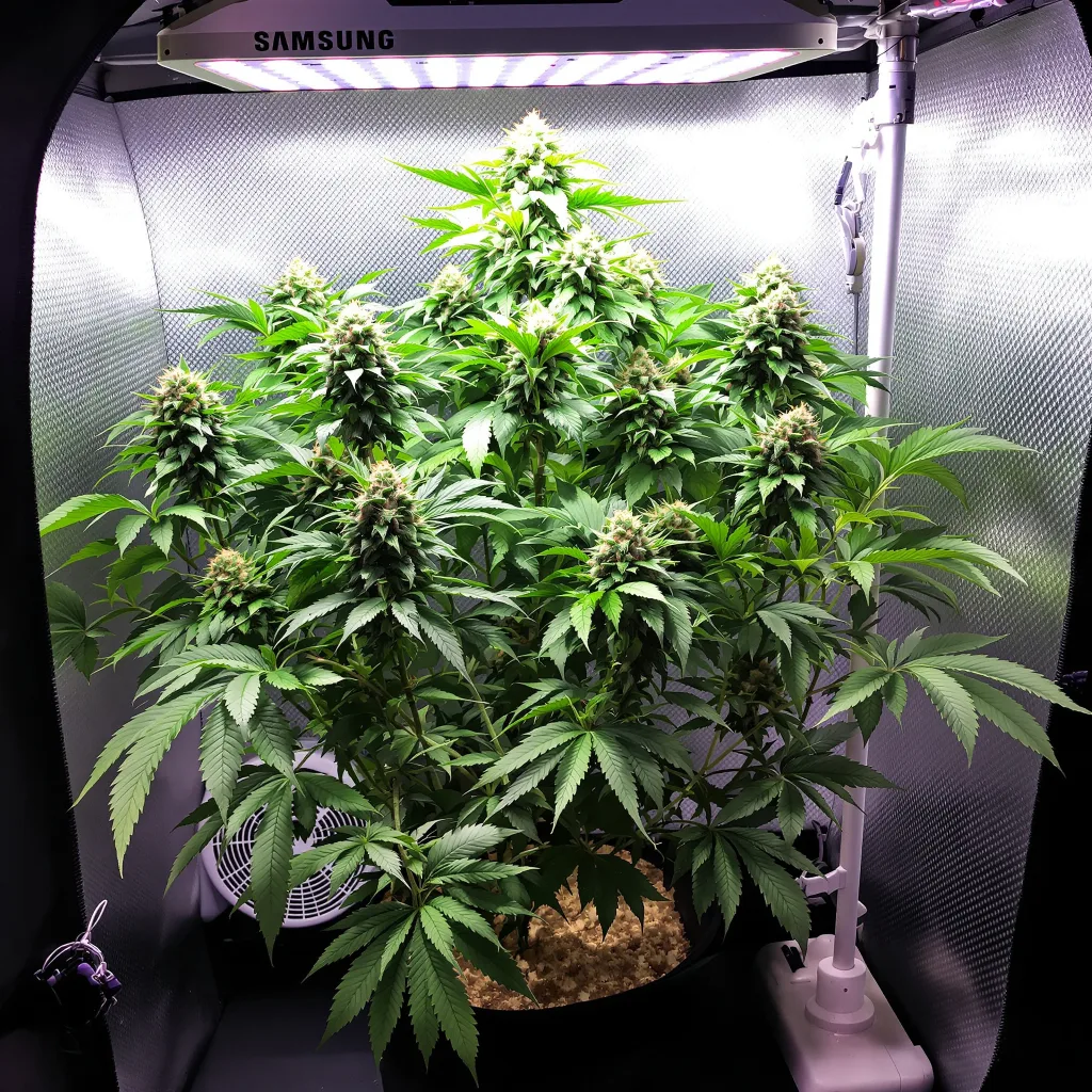 Hindu Skunk 70% indica / 30% sativa flower with visible trichomes