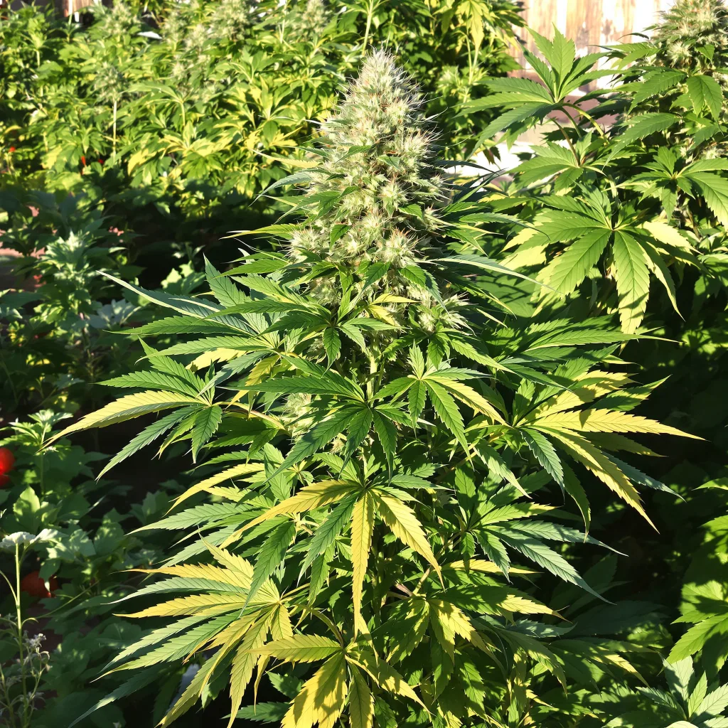 Hog's Breath 66% indica / 34% sativa flower with visible trichomes