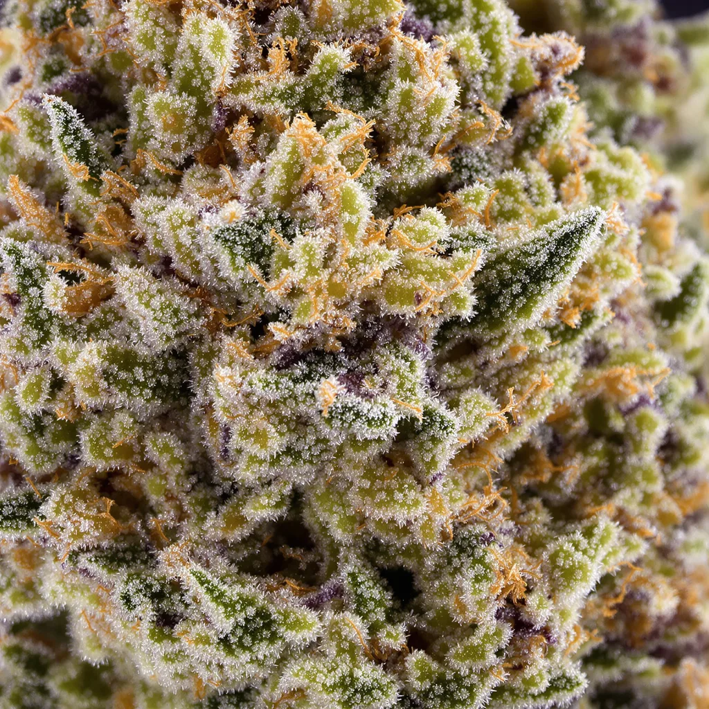 Huckleberry cannabis bud close-up showing balanced bud structure with frosted trichomes