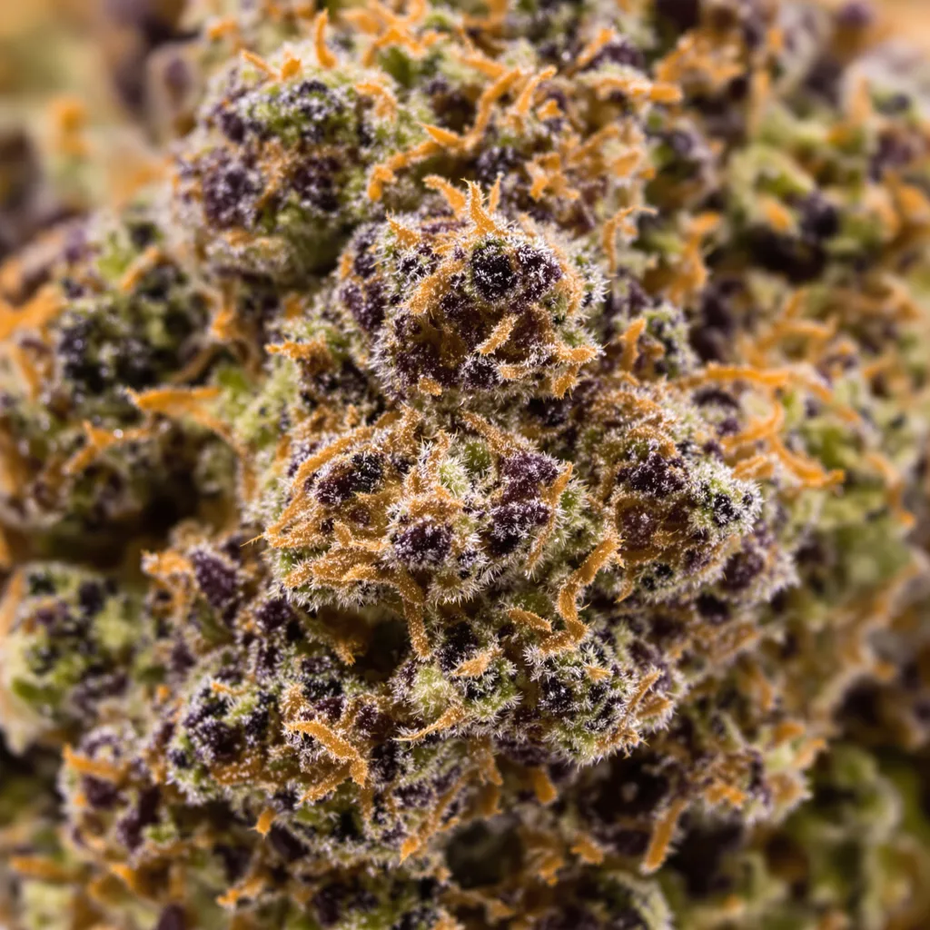 I-95 cannabis bud close-up showing dense purple-tinged calyxes