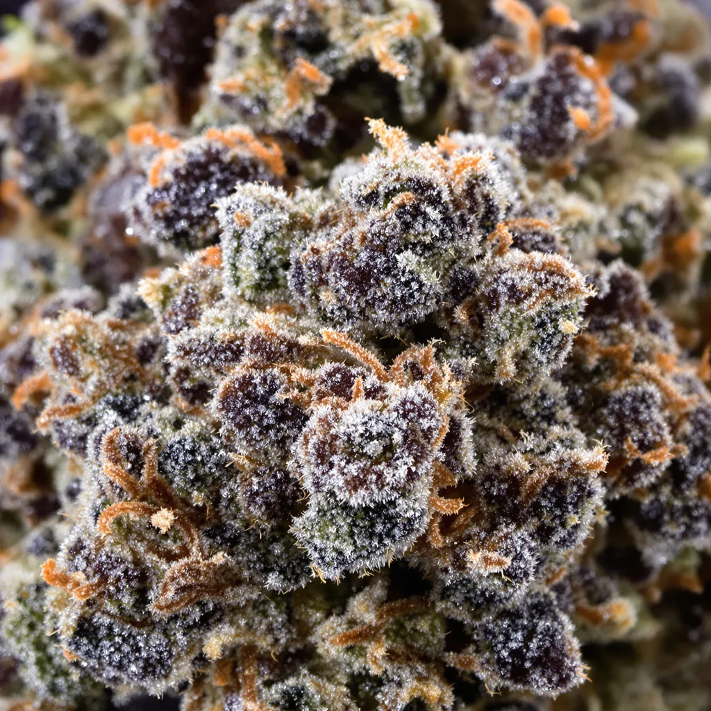 Iced Widow cannabis bud close-up showing dense purple-tinged calyxes