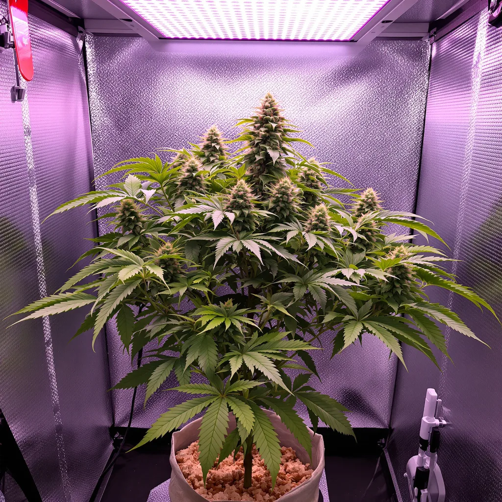 Illuminati 83% indica / 17% sativa flower with visible trichomes