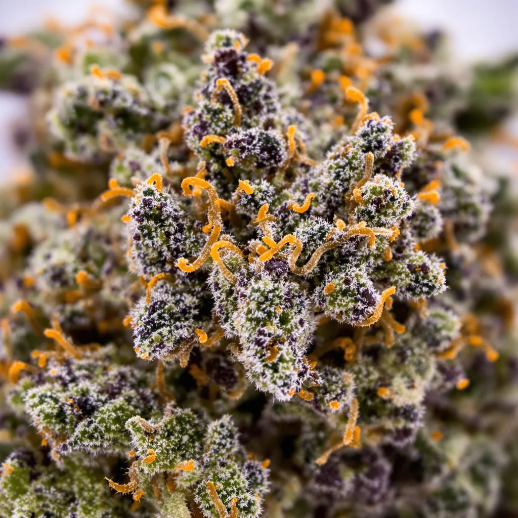 Illuminati cannabis bud close-up showing dense purple-tinged calyxes