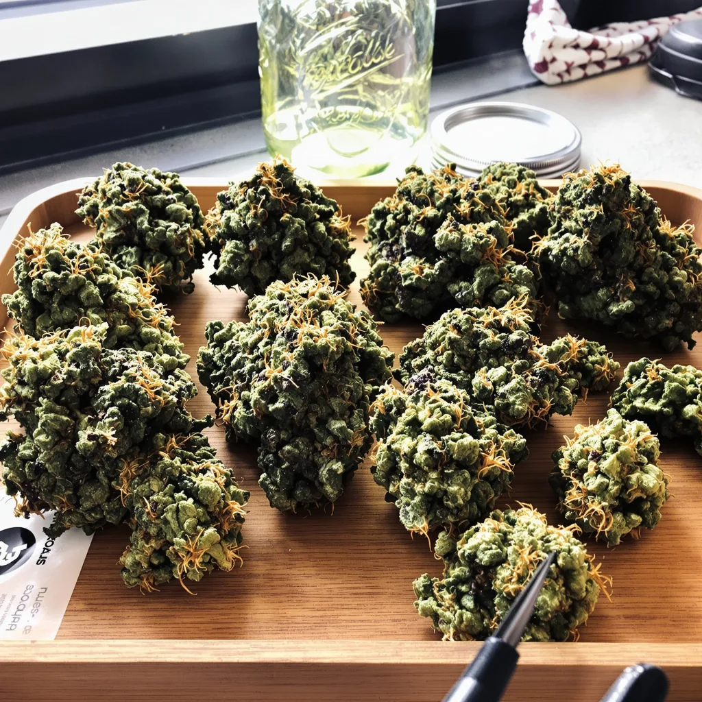 Illuminati OG 80% indica / 20% sativa flower with visible trichomes