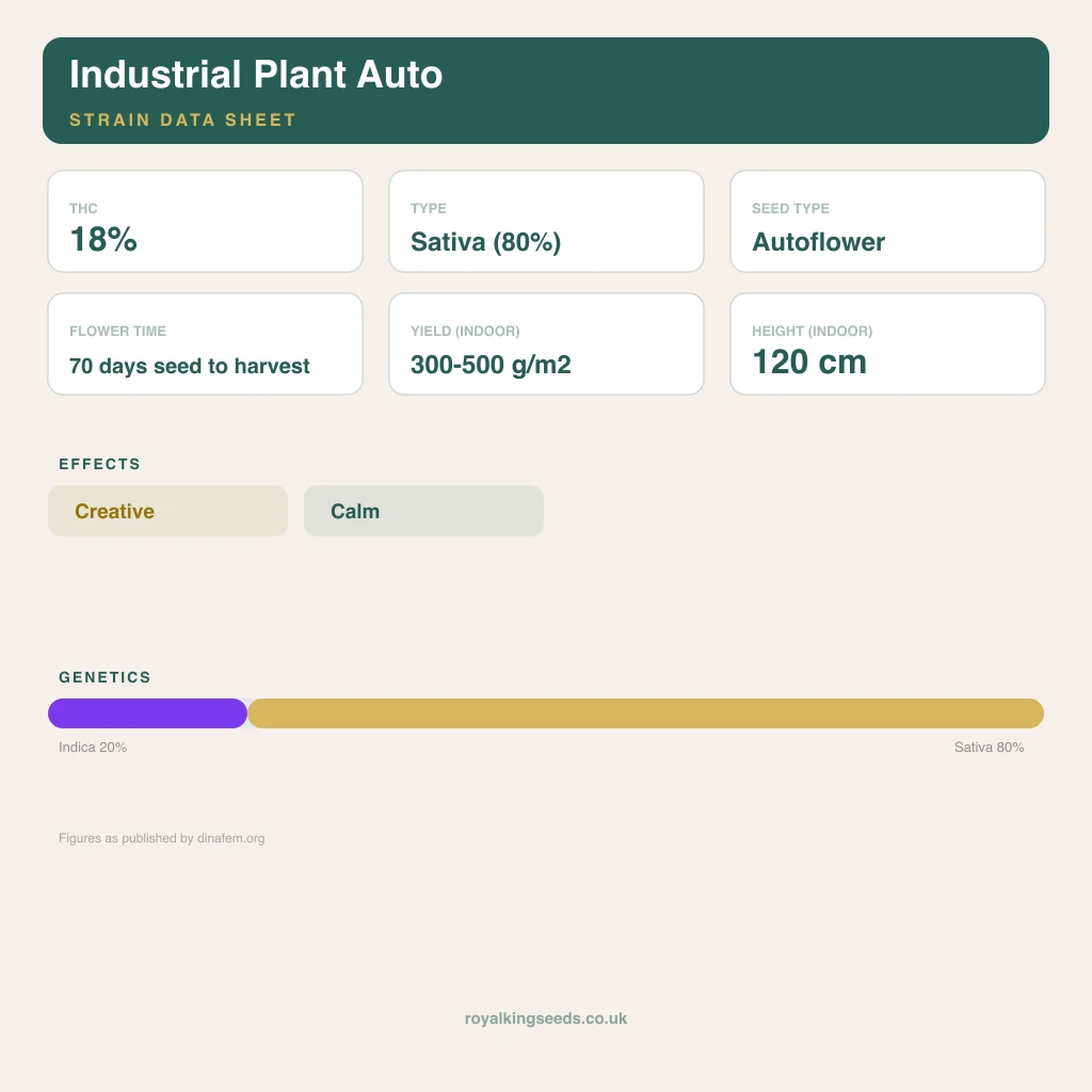 Industrial Plant 20% indica / 80% sativa flower with visible trichomes