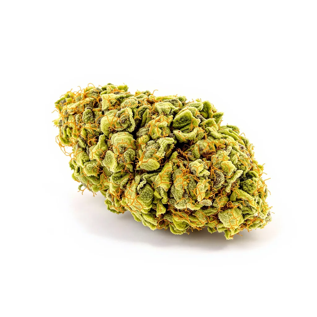 Industrial Plant cannabis plant in flowering stage — 120 cm autoflower