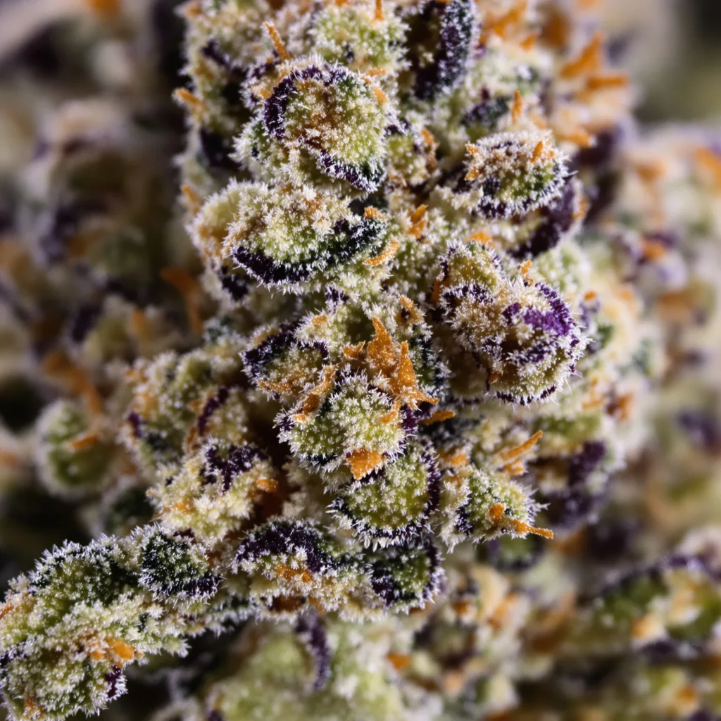 Ingrid cannabis bud close-up showing dense purple-tinged calyxes