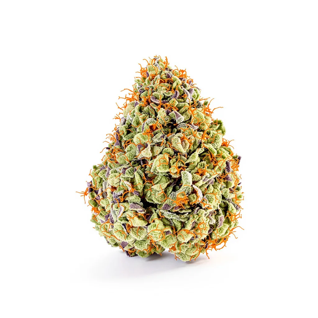 J1 cannabis plant in flowering stage — 120-180 cm feminised