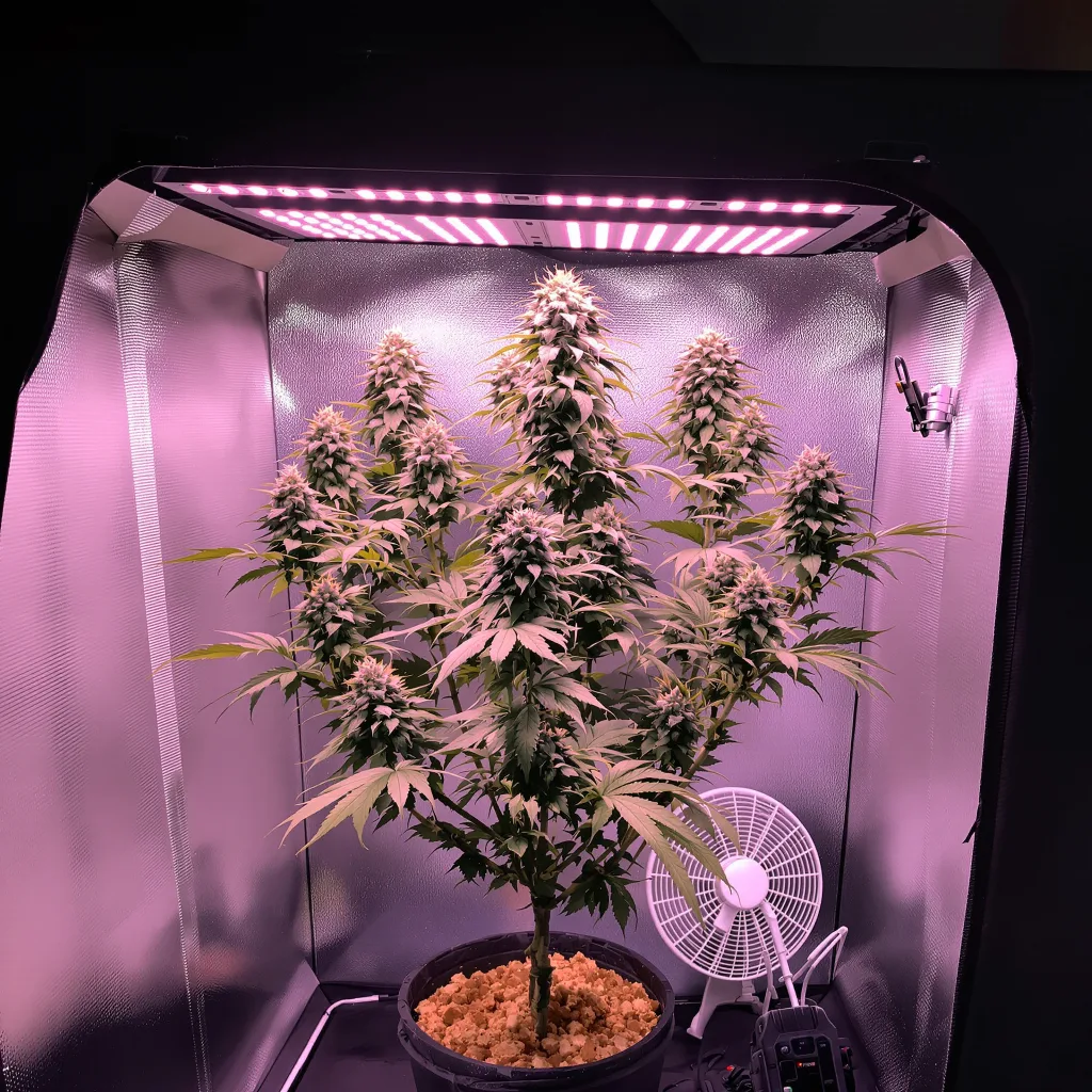 Jack Flash 60% indica / 40% sativa flower with visible trichomes