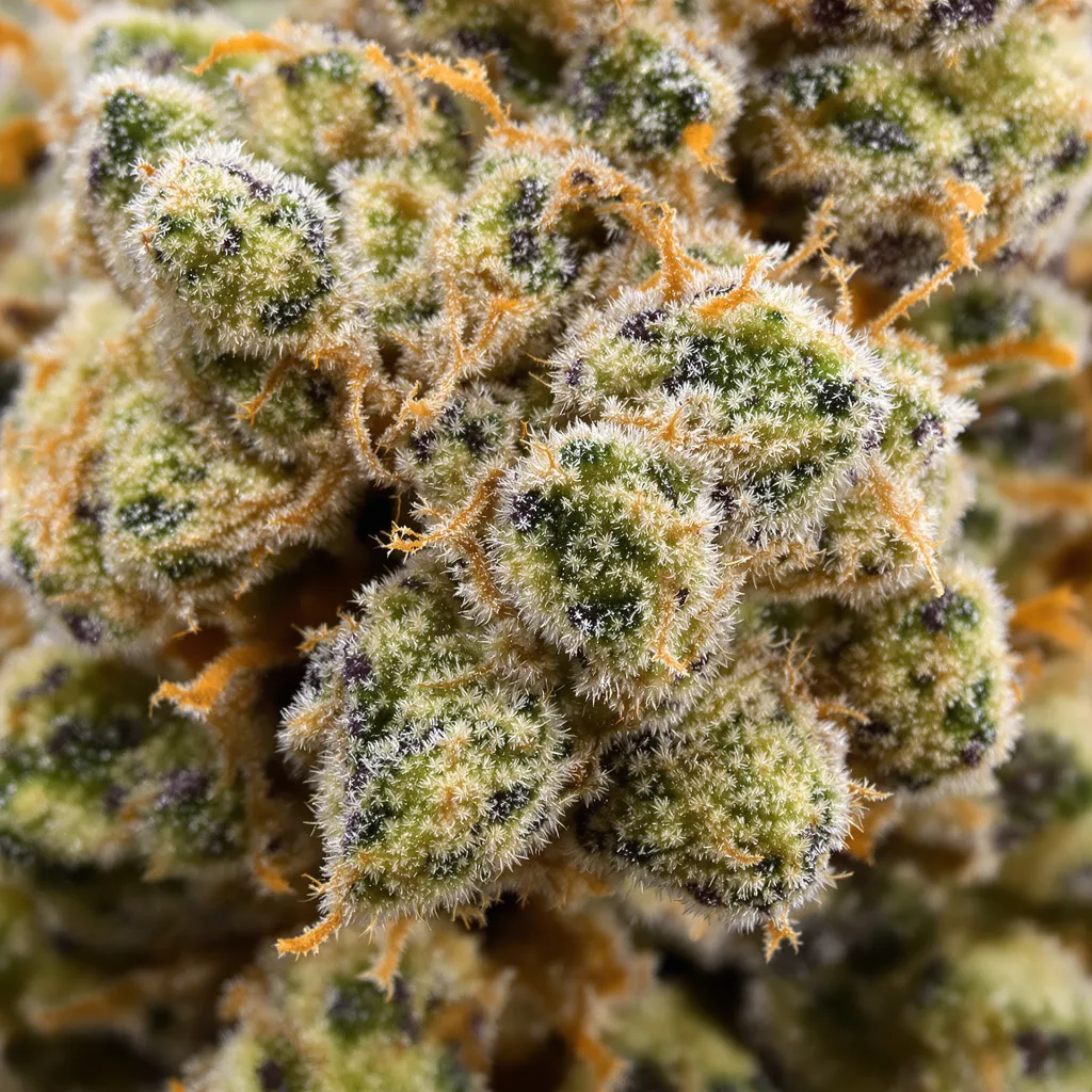 Jack Flash cannabis bud close-up showing dense forest-green nugs