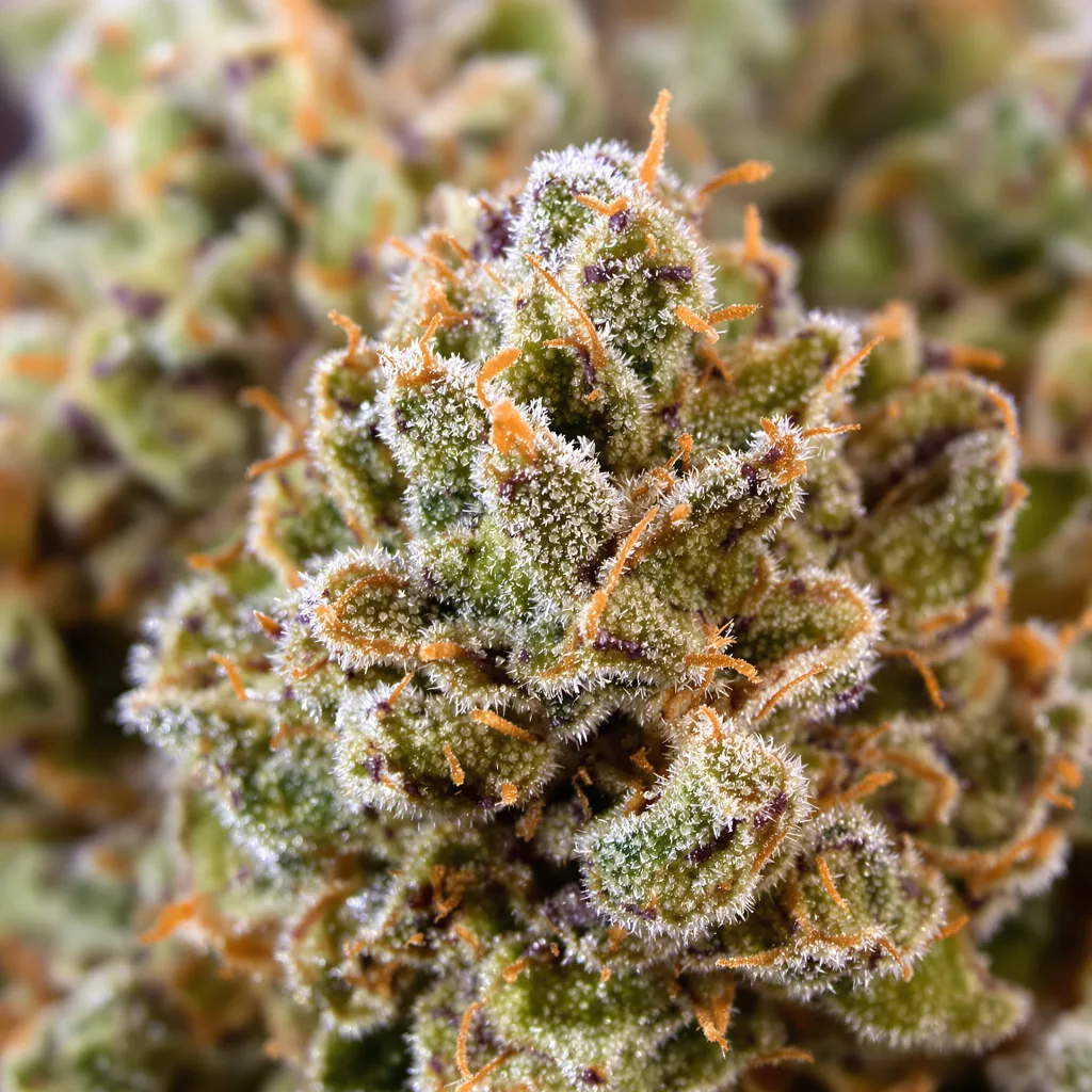Jack Herer cannabis bud close-up showing balanced bud structure with frosted trichomes