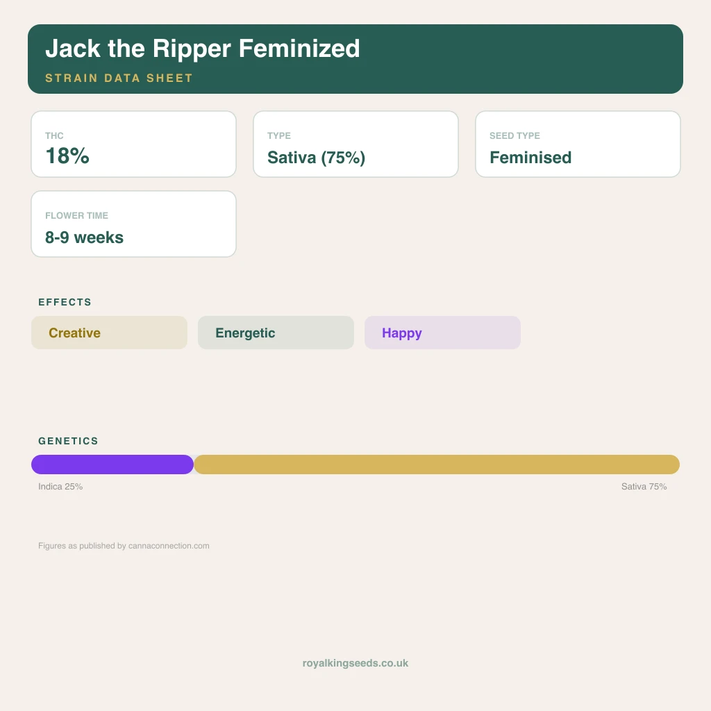 Jack the Ripper 25% indica / 75% sativa flower with visible trichomes