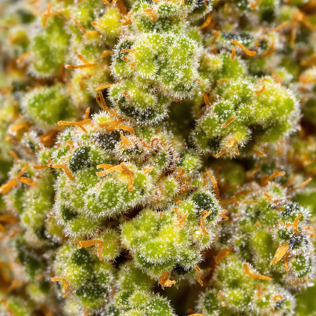Jack the Ripper cannabis bud close-up showing lime-green airy structure