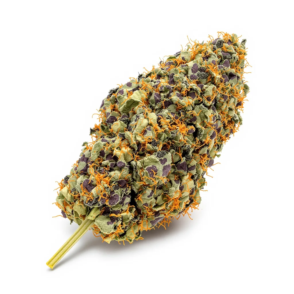 Jager cannabis plant in flowering stage — 60-100 cm autoflower