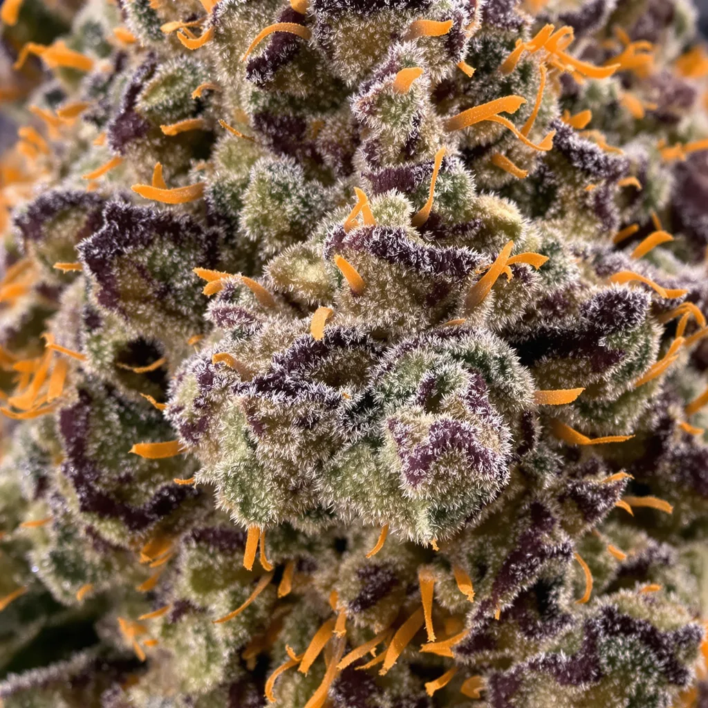 Jawa Pie cannabis bud close-up showing dense purple-tinged calyxes
