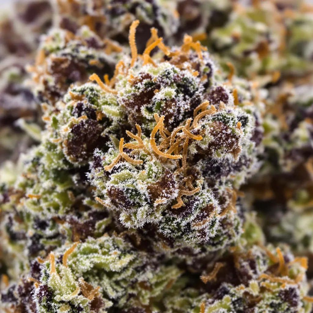 Jawa Pie cannabis bud close-up showing dense purple-tinged calyxes