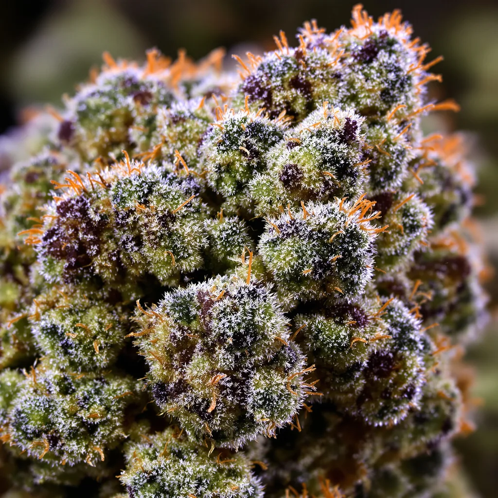 Jean Guy cannabis bud close-up showing open-bud structure with orange pistils
