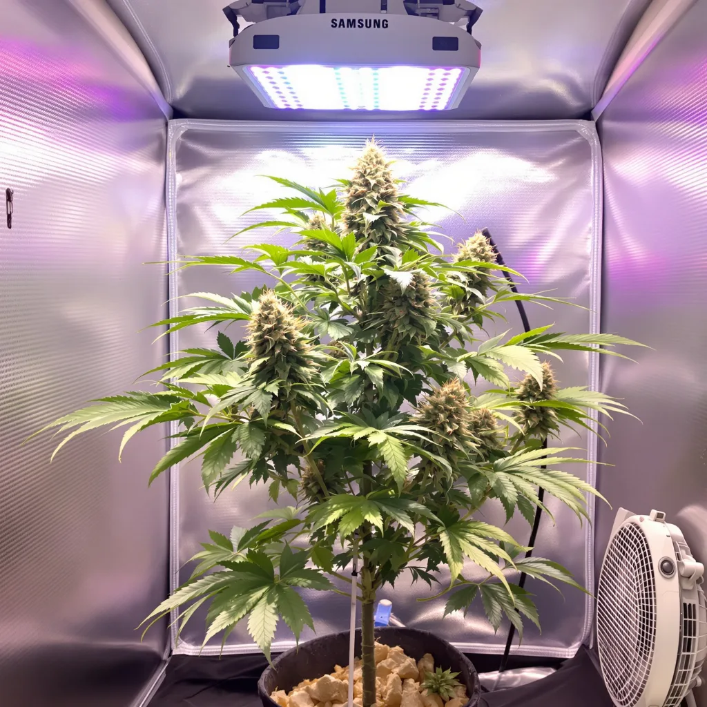Jedi Kush 90% indica / 50% sativa flower with visible trichomes