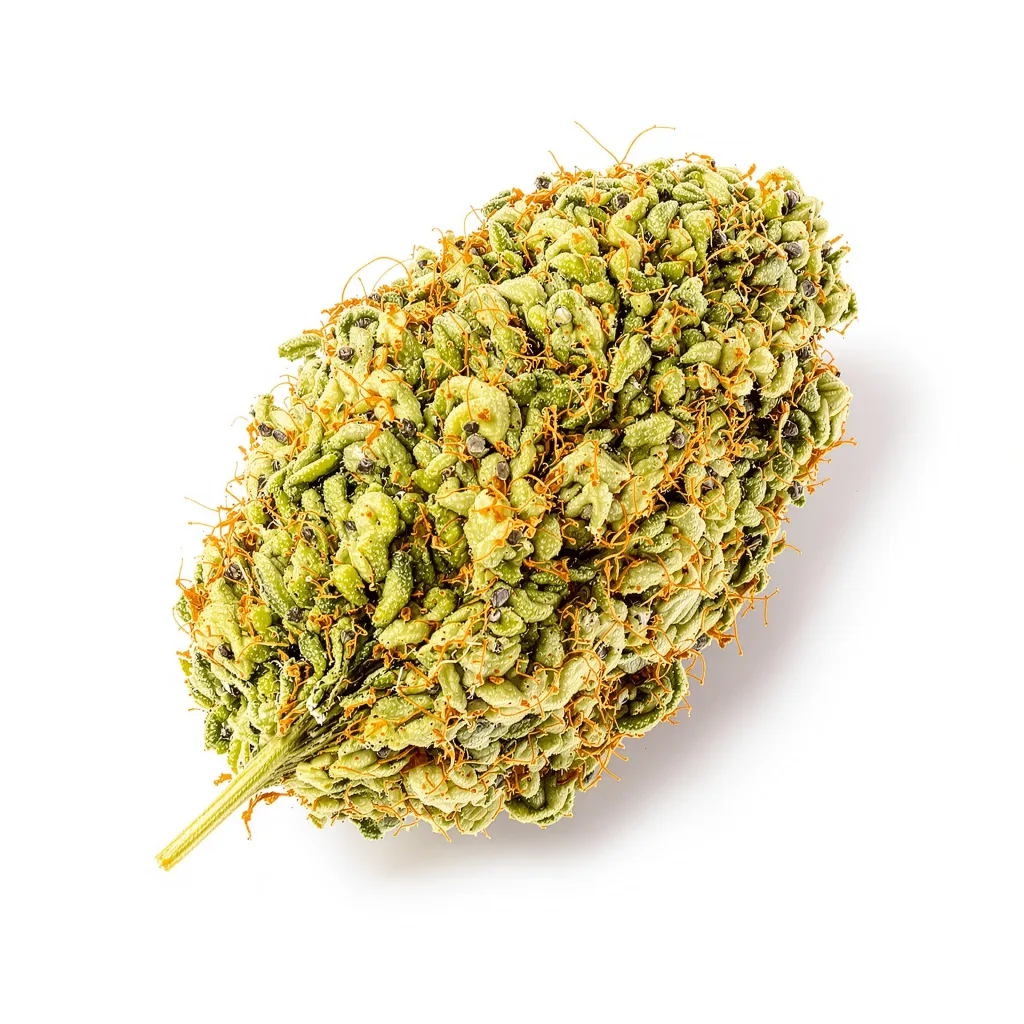 Jesus OG cannabis plant in flowering stage — 60-100 cm autoflower