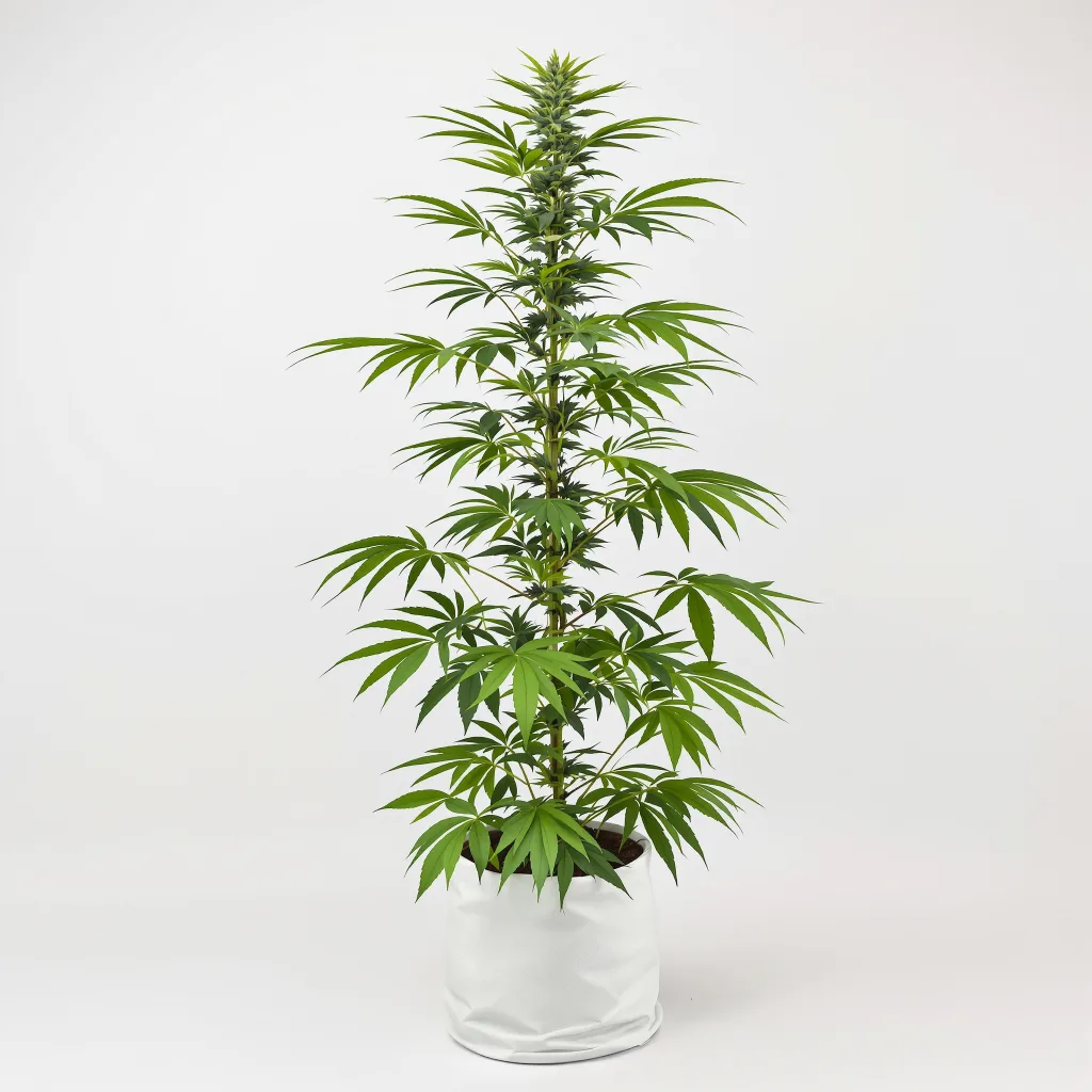 Jesus OG cannabis seeds packaging — Royal King Seeds the UK