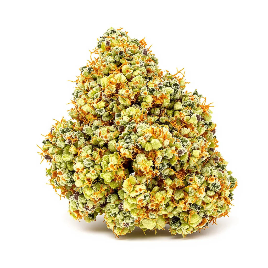 Jesus OG cannabis plant in flowering stage — 150-200 cm feminised
