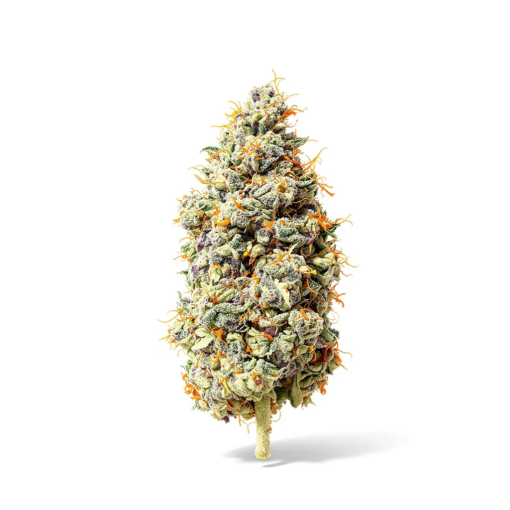 Jillybean cannabis plant in flowering stage — 120-180 cm feminised