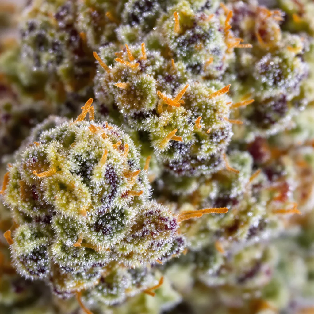 Juicy Fruit cannabis bud close-up showing open-bud structure with orange pistils