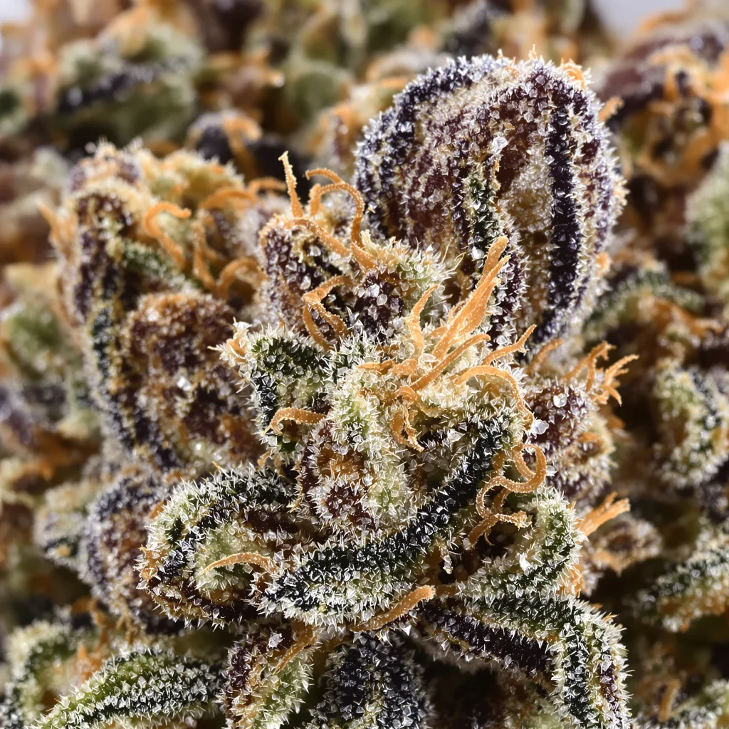Jupiter OG cannabis bud close-up showing dense purple-tinged calyxes