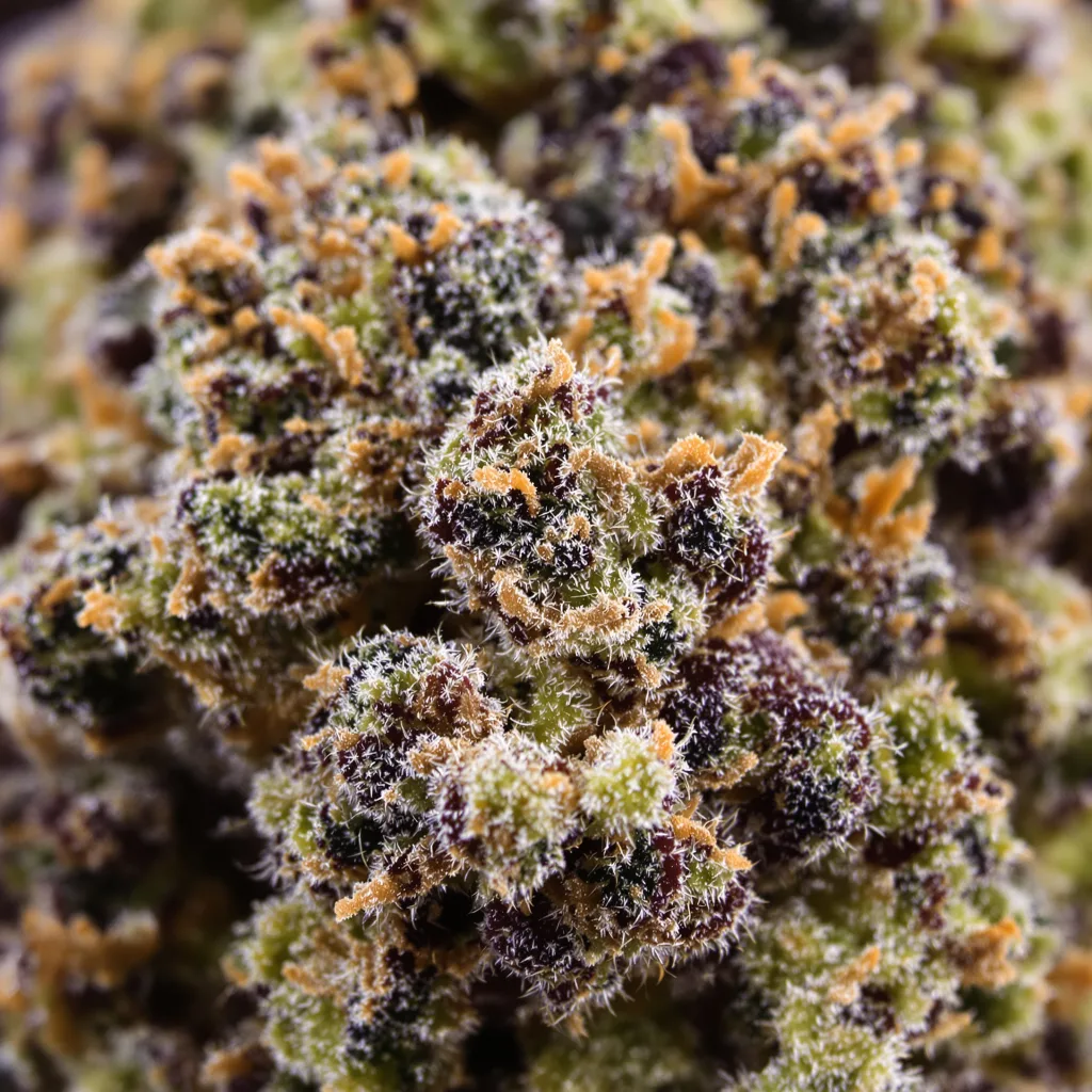 K-Train cannabis bud close-up showing dense purple-tinged calyxes