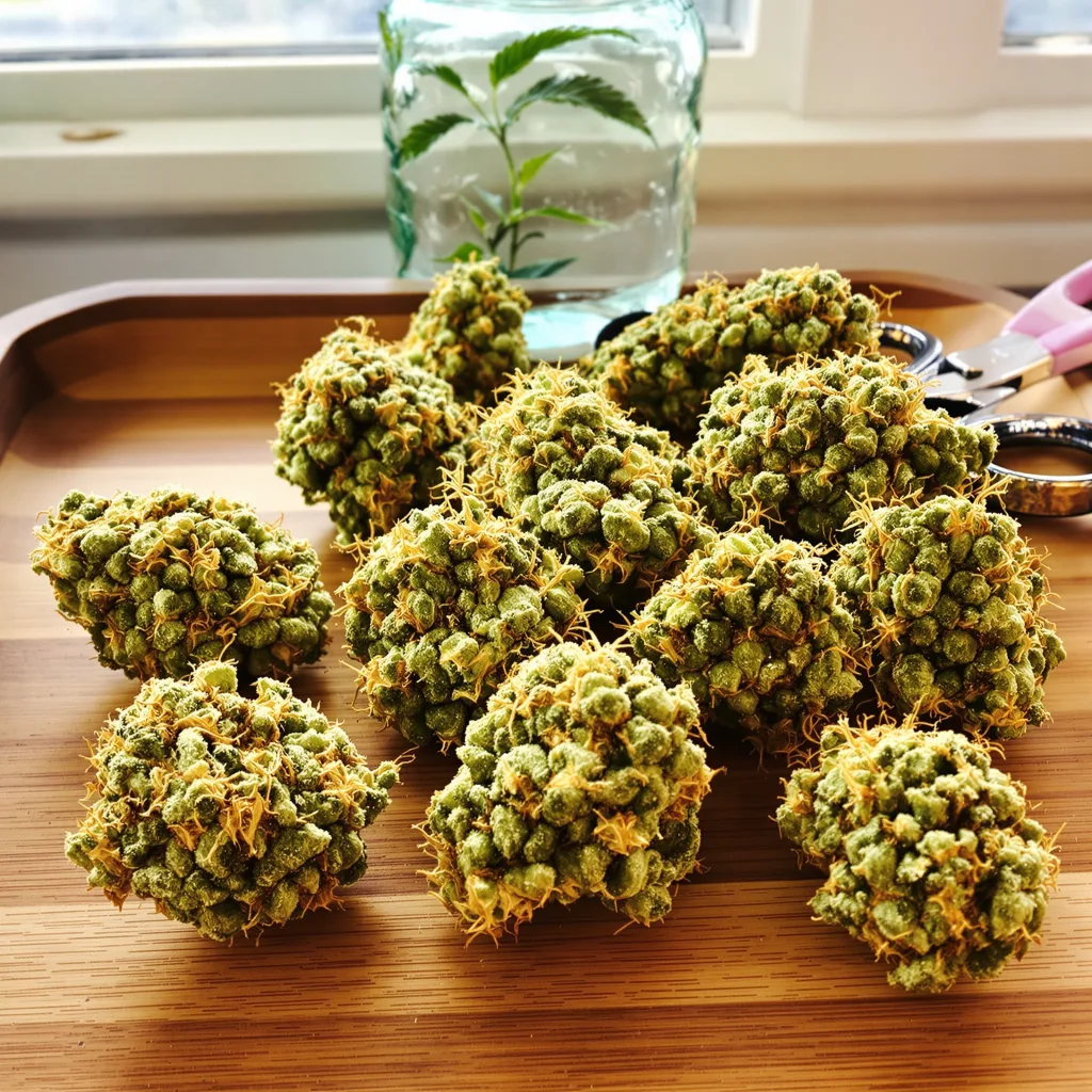 Kahuna 14% indica / 86% sativa flower with visible trichomes